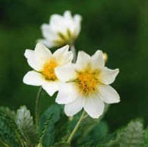 Dryas octopetala